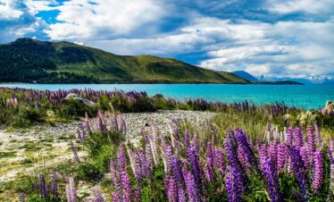 Aotearoa Tour
