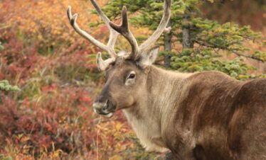 Meraviglie Naturali dell’Alaska