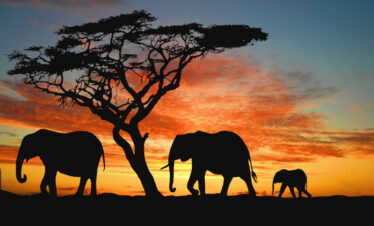 Madikwe Safari Lodge