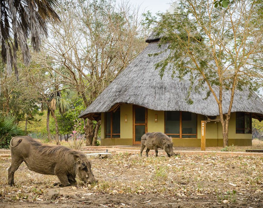 Standard-Bungalows-Gorongosa-845×668