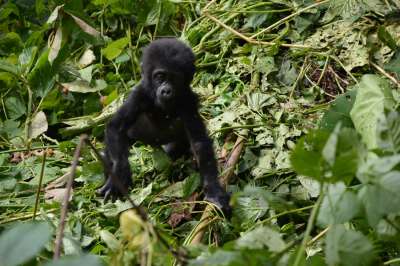 orobica-viaggi-uganda-gorilla-di-montagna-cucciolo1