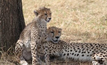 Masai Mara Experience