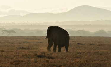 Sognando il Kenya Rasharasha
