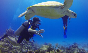 Diving in Mozambico