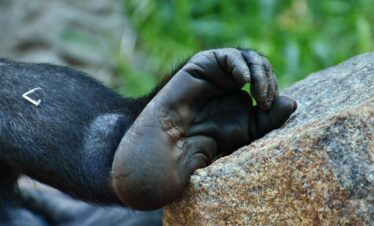 Speciale Primati e Predatori