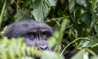 Uganda tra gorilla e scimpanzé