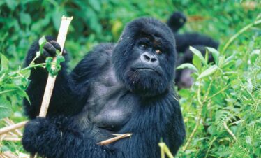 Tra Primati e Big Five