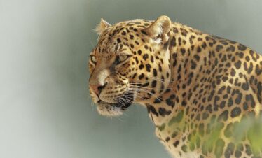 Ritmo della Tanzania