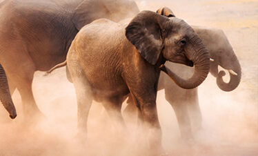 Etosha Safari Adventure