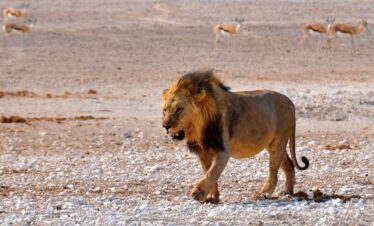 Namibia, The Finest Way