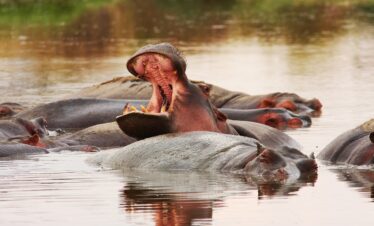 Le meraviglie della Tanzania