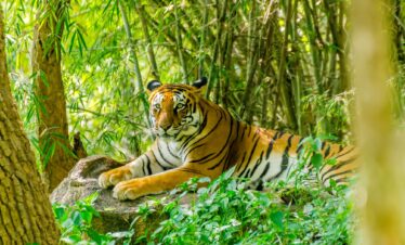 Dal Kaziranga alle Sundarbans