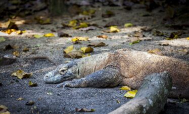 Komodo: Il Regno dei Draghi