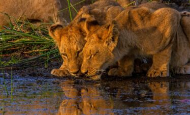 Moremi e Okavango Delta