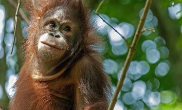 Orangutan Adventure