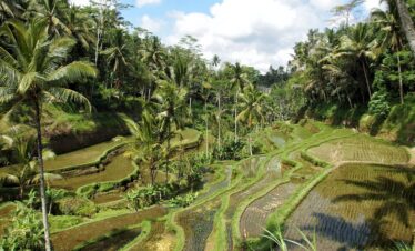 Bali Experience