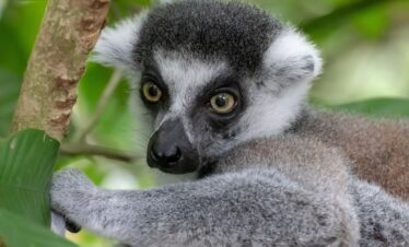 Lemuri e Balene dell’Est