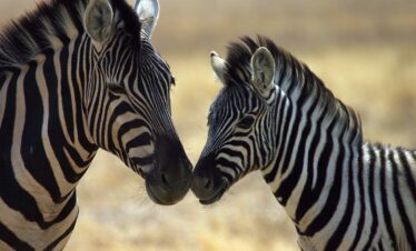 Orizzonti Namibiani