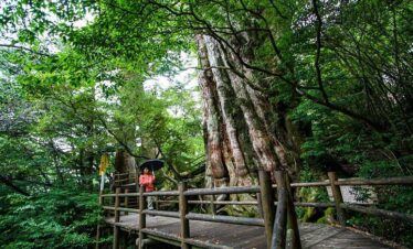 Yakushima