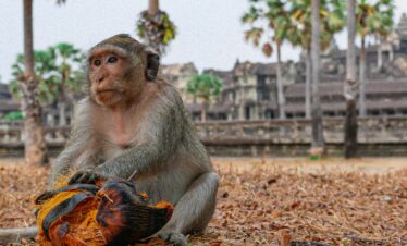 Laos e Siem Reap