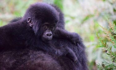 Uganda e Ruanda