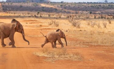 Botswana D’Incanto