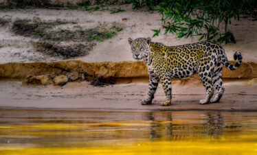 Emozioni del Pantanal