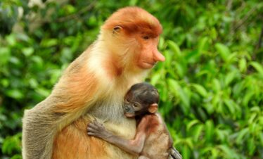 Borneo Gran Tour