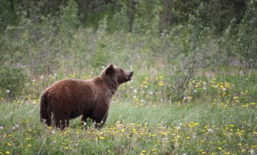 Gran Tour dell’Alaska