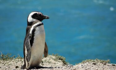 Patagonia Essenziale