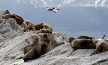 Patagonia Argentina e Cilena