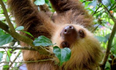 Costa Rica – Pura Vida 10 giorni