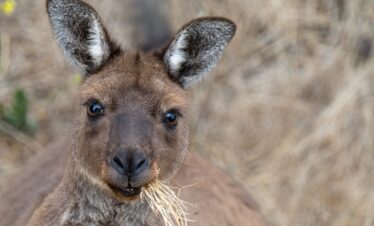 Il Sud-Est dell’Australia