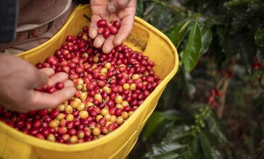 Aroma de café