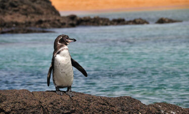 Crociera Isole Galapagos