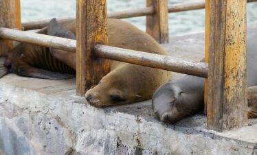 Crociera alle Galapagos