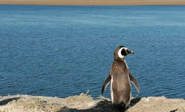Cile: dal Deserto alla Patagonia
